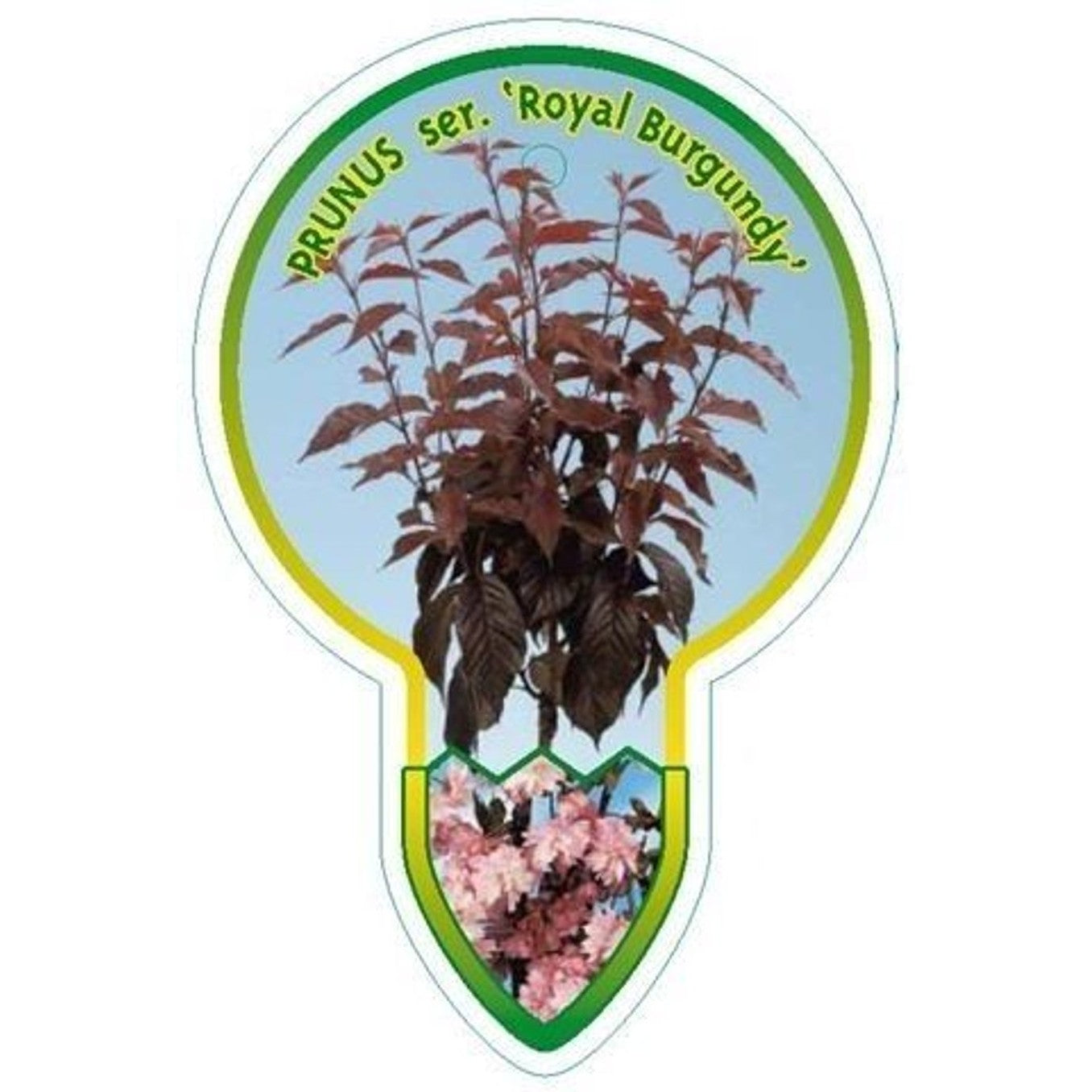 Japanskt körsbär – Prunus serrulata 'Royal Burgundy' - 120 CM Stem C7.5